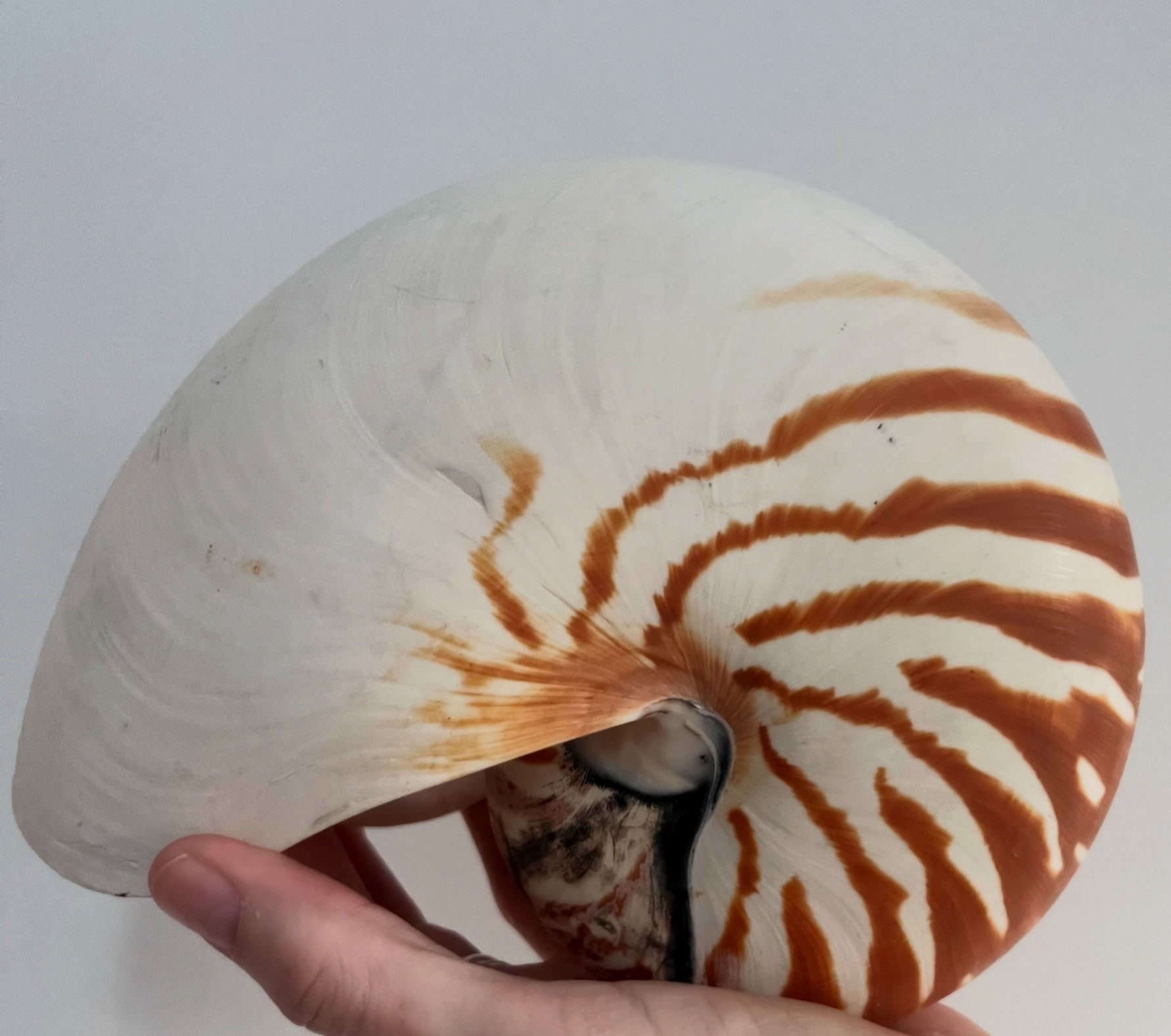Large Chambered Nautilus shell