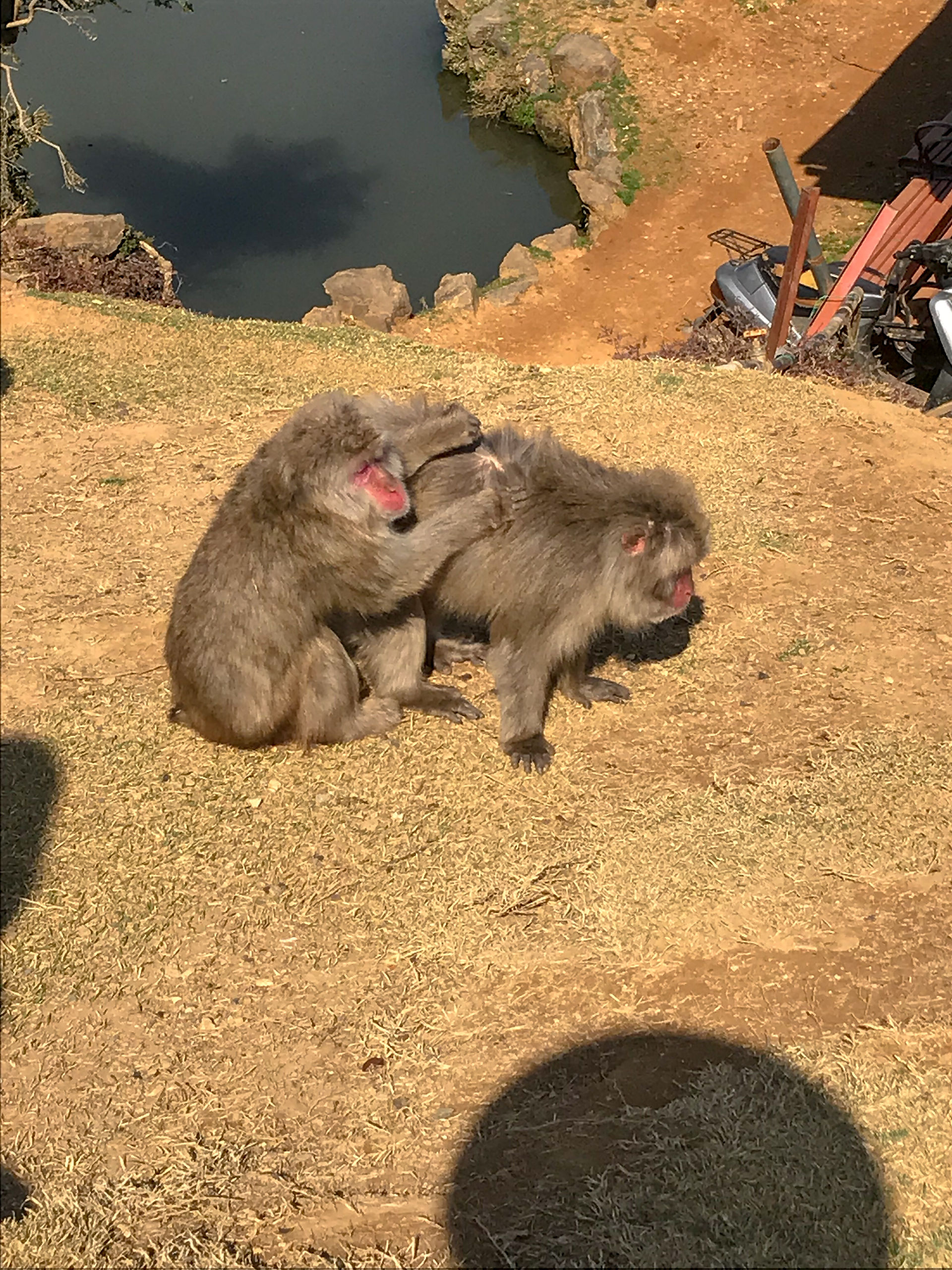 Arashiyama Monkey Park