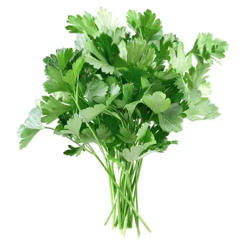 Parsley Italian 