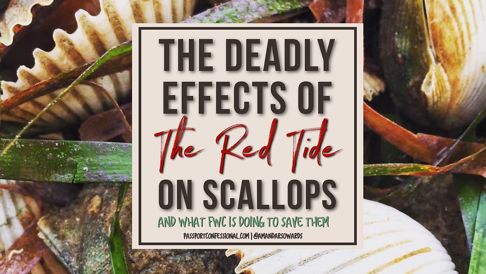 Ride Tide Effects on Scallops