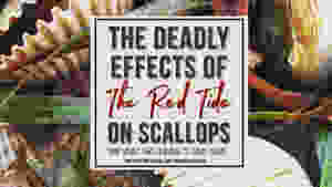Ride Tide Effects on Scallops