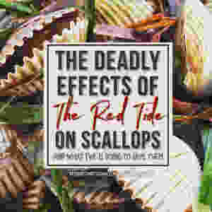 Ride Tide Effects on Scallops