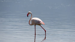 Tanzania private Safari tours