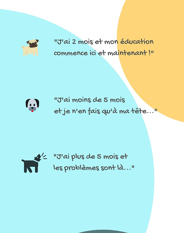 éducation canine, comportement, chien