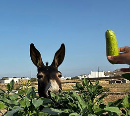 Mykonian Farm