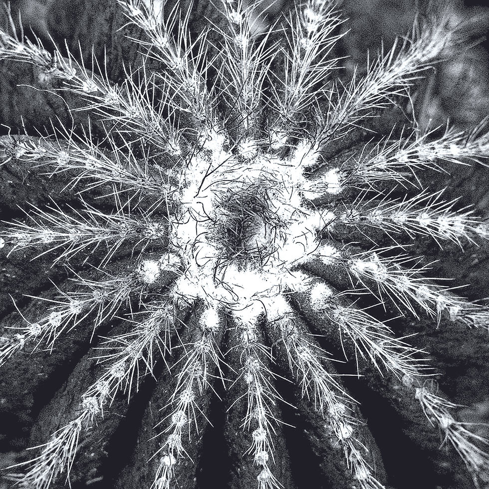 Photography on display at Pound Ridge Library