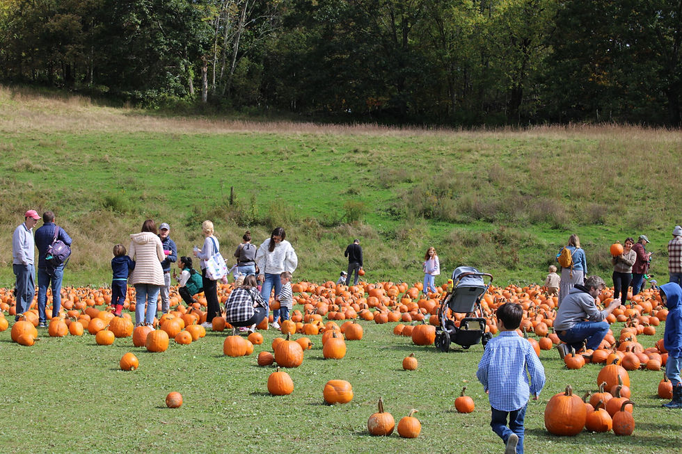 The pumpkin patch will be open, along with hayrides, live music, face painting and more at Muscoot Farm on Saturday, Oct. 10.