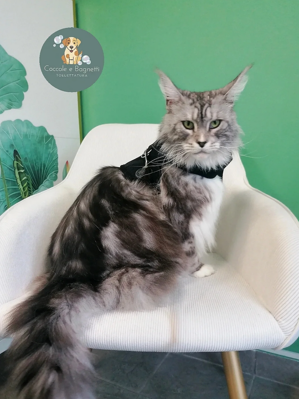 gatto 3.png