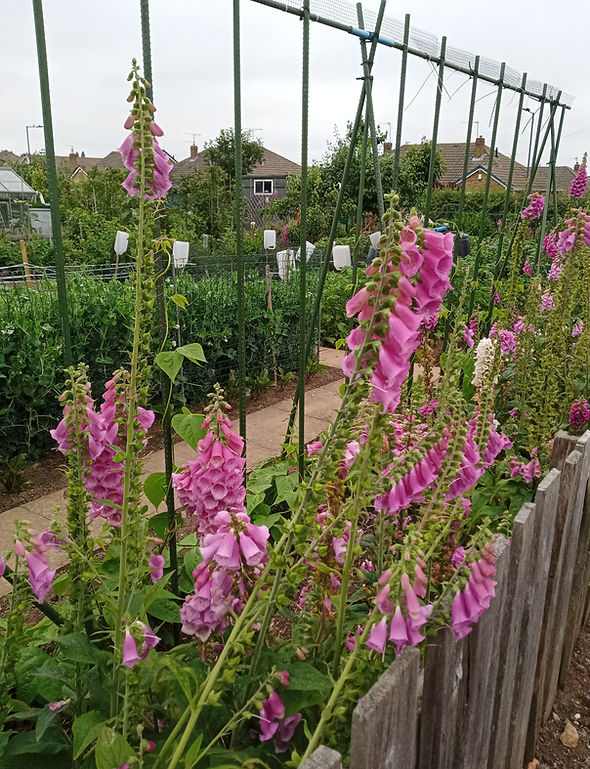 IMG_20210630_083504_0 (1).jpg