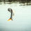 Thumbnail: 2026 Waitlist Illinois Jumping Carp