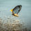 Thumbnail: 2026 Waitlist Illinois Jumping Carp