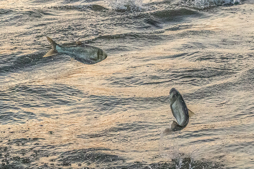 Thumbnail: 2027 Jumping Carp Waitlist 