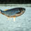 Thumbnail: 2026 Waitlist Illinois Jumping Carp