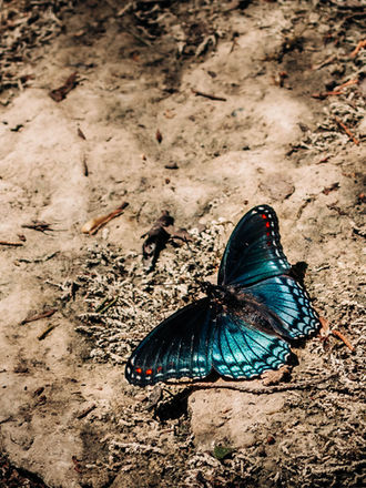 A vibrant blue and black butterfly with red-spotted wings resting on a sun-dappled forest trail, wings spread open in stillness.