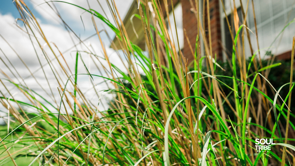 Ground-level view of tall wild ornamental grass blades in green and golden tones with a brick home and cloudy sky in the background, photographed by Soul Tribe Media.
