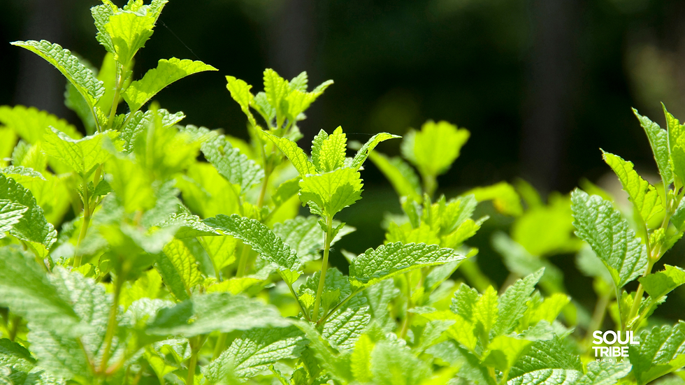 Close-up of bright green Lemon Balm leaves with characteristic scalloped edges, growing in a cluster under warm, natural light. Soultribe Media sign logo