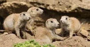 The Perils of Prairie Dog Thinking