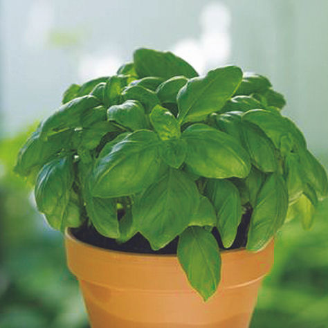 Garden Passion - Bonaire          