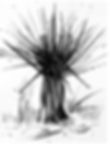 websize-YUCCA-VI