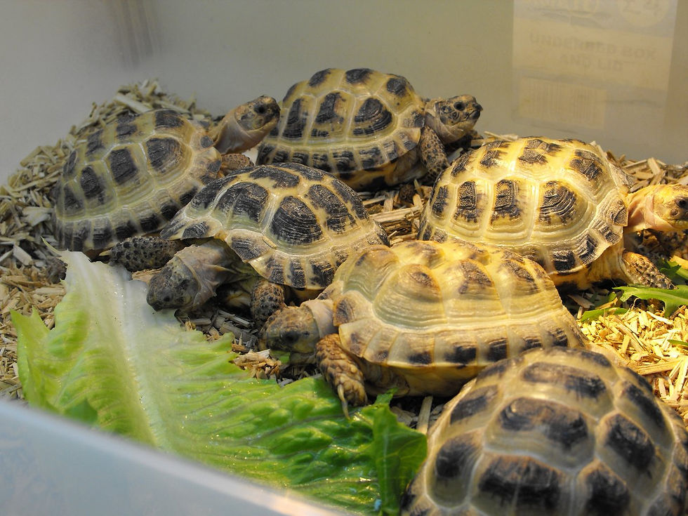 The Tortoise Shop.
