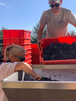 Vendemmia 2023