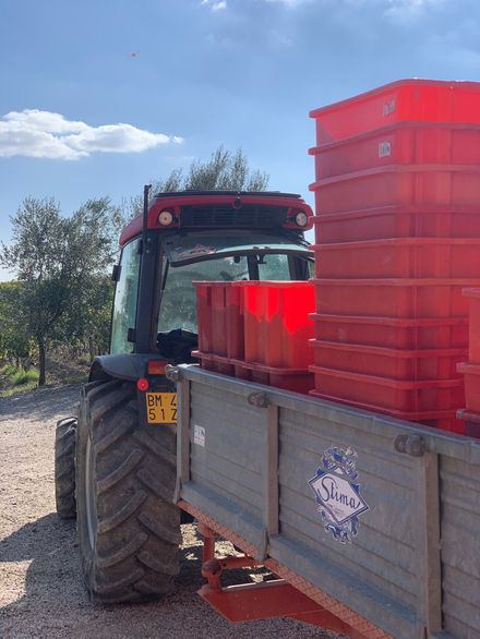 Vendemmia 2023 