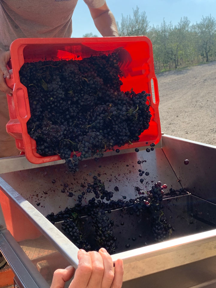 Uva vendemmia 2023 Querce Bettina