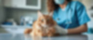 A vet holding a cat on a table