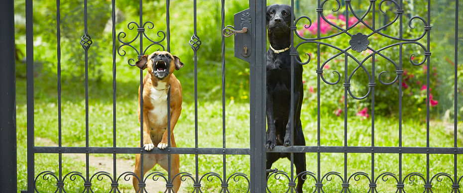 Two dogs behind metal fence