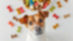 Dog looking at camera with dog treats around.