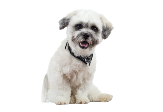 bichon
