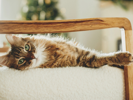 Cute cat lying on modern armchair and relaxing