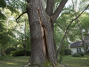 Cracked tree trunk in a residential backyard