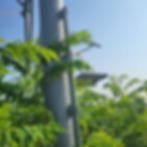 Green leaves surround a metal pole supporting solar panels