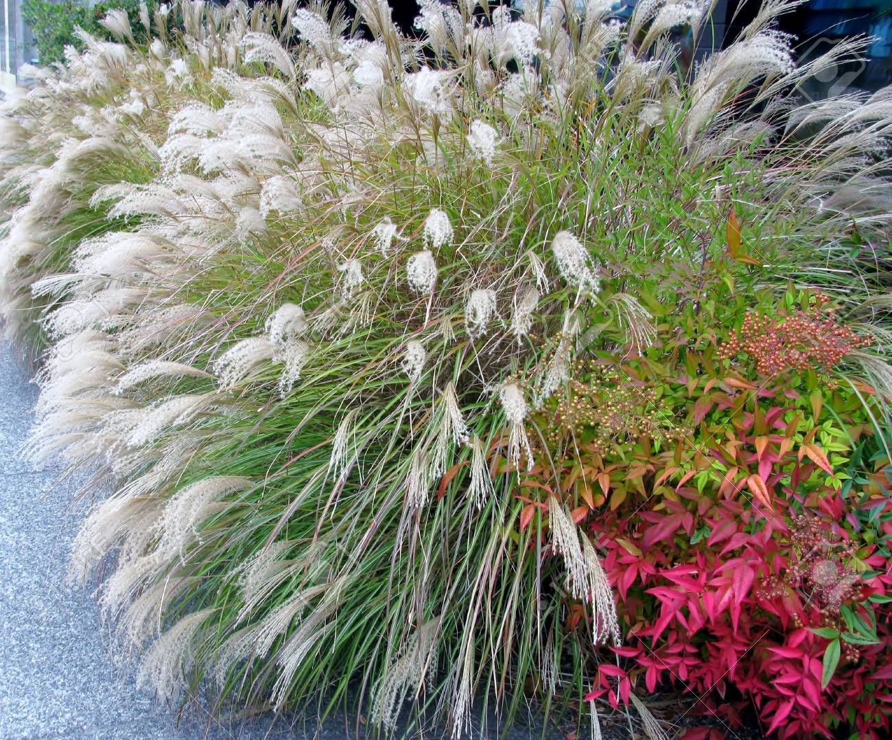 Miscanthus