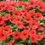 Thumbnail: Petunia Surfina 10" Hanging Basket