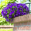Thumbnail: Petunia Surfina 10" Hanging Basket
