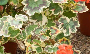 Crystal Mrs. Pollack Geranium: 2 Sizes