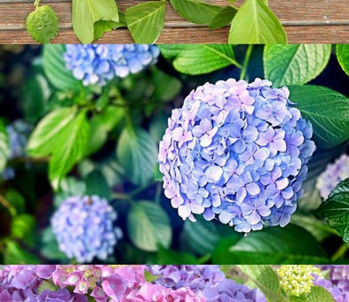 COME RIPRODURRE LE ORTENSIE FACILMENTE {RISULTATO AL 99%!}