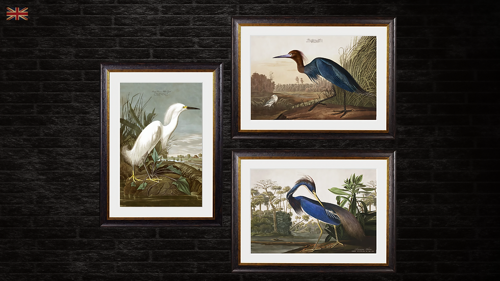 Audubon's Herons Wall Art