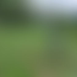 Este é o quiabo Orgânico produzido no CCEEWAME