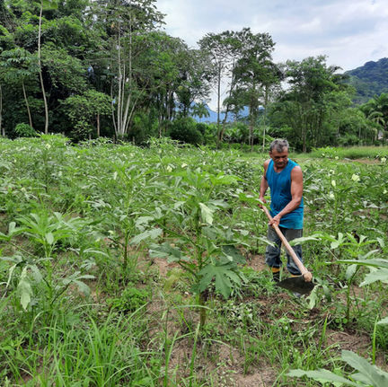 Este é o quiabo Orgânico produzido no CCEEWAME