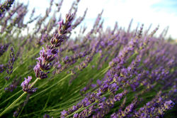 Campos de lavanda