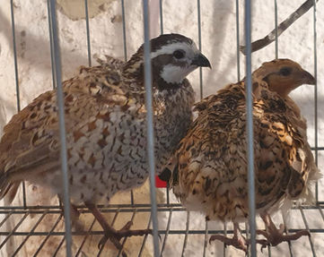 bobwhite.jpeg