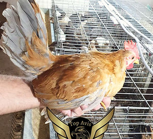 WhatsApp Image 2023-06-05 at 22.48.44 (1).jpeg