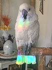 parrot rainbow.JPG