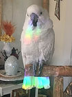 parrot rainbow.JPG