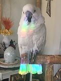 parrot rainbow.JPG