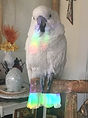 parrot rainbow.JPG