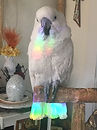 parrot rainbow.JPG